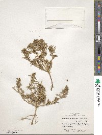 Amaranthus scleropoides image