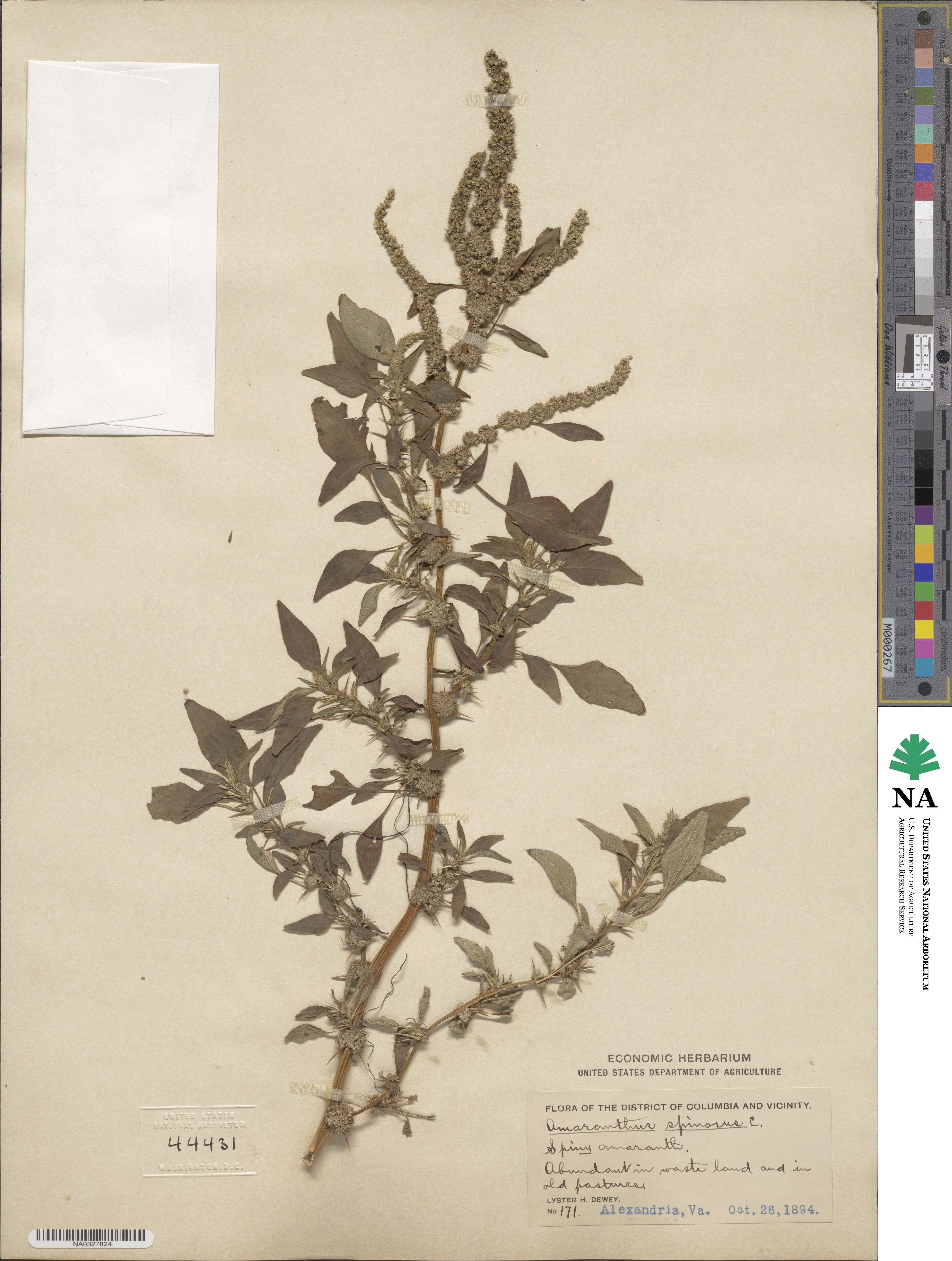 Amaranthus spinosus image