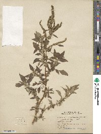 Amaranthus spinosus image