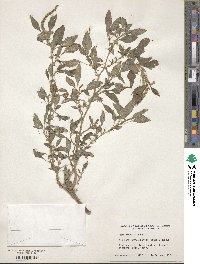 Amaranthus spinosus image