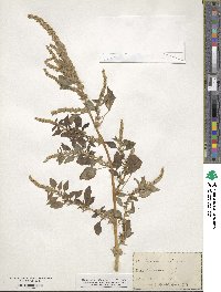 Amaranthus spinosus image