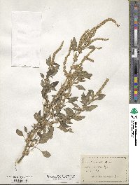 Amaranthus spinosus image