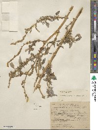 Amaranthus spinosus image