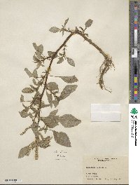 Amaranthus spinosus image