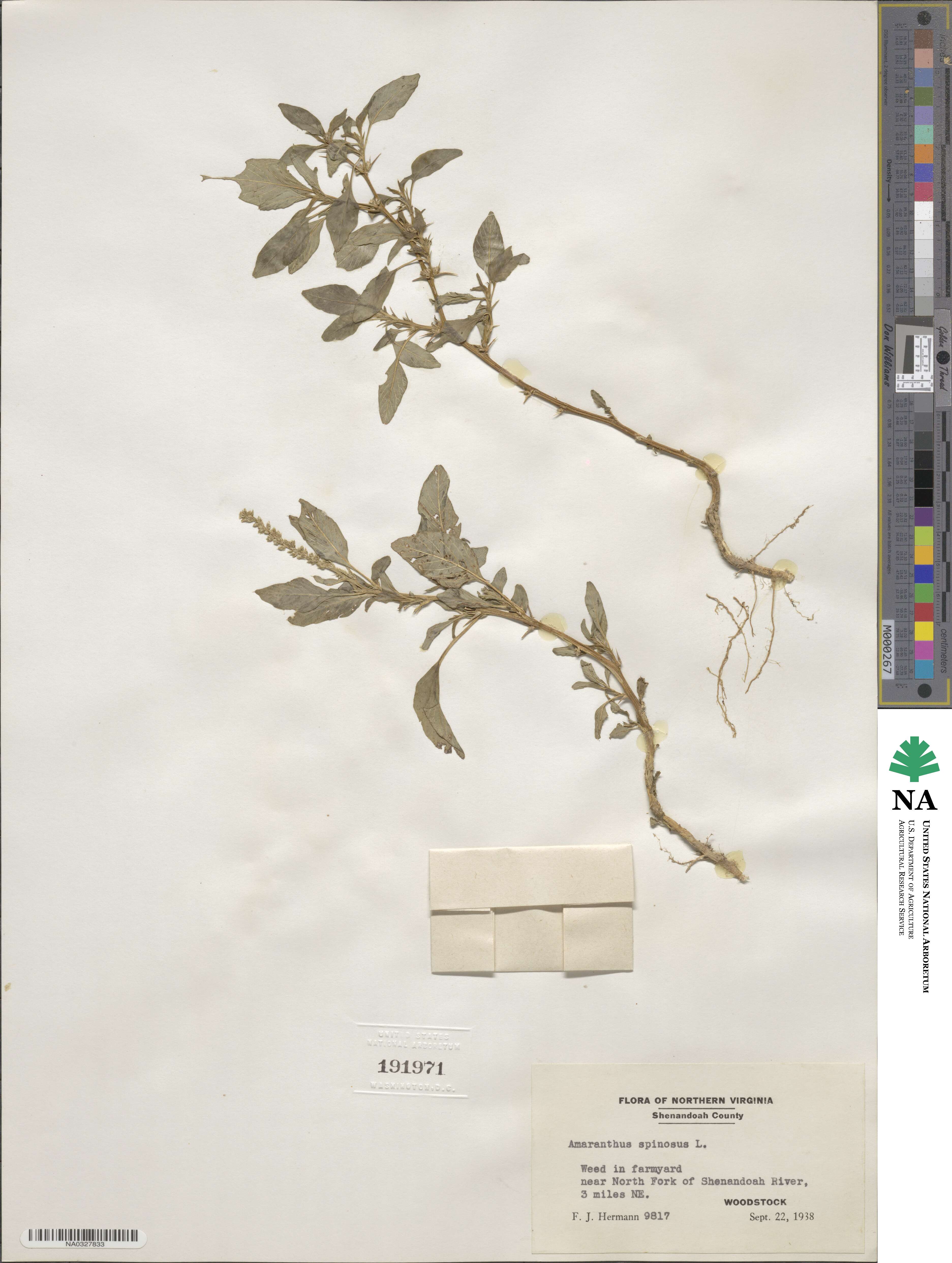 Amaranthus spinosus image