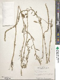 Amaranthus tuberculatus image