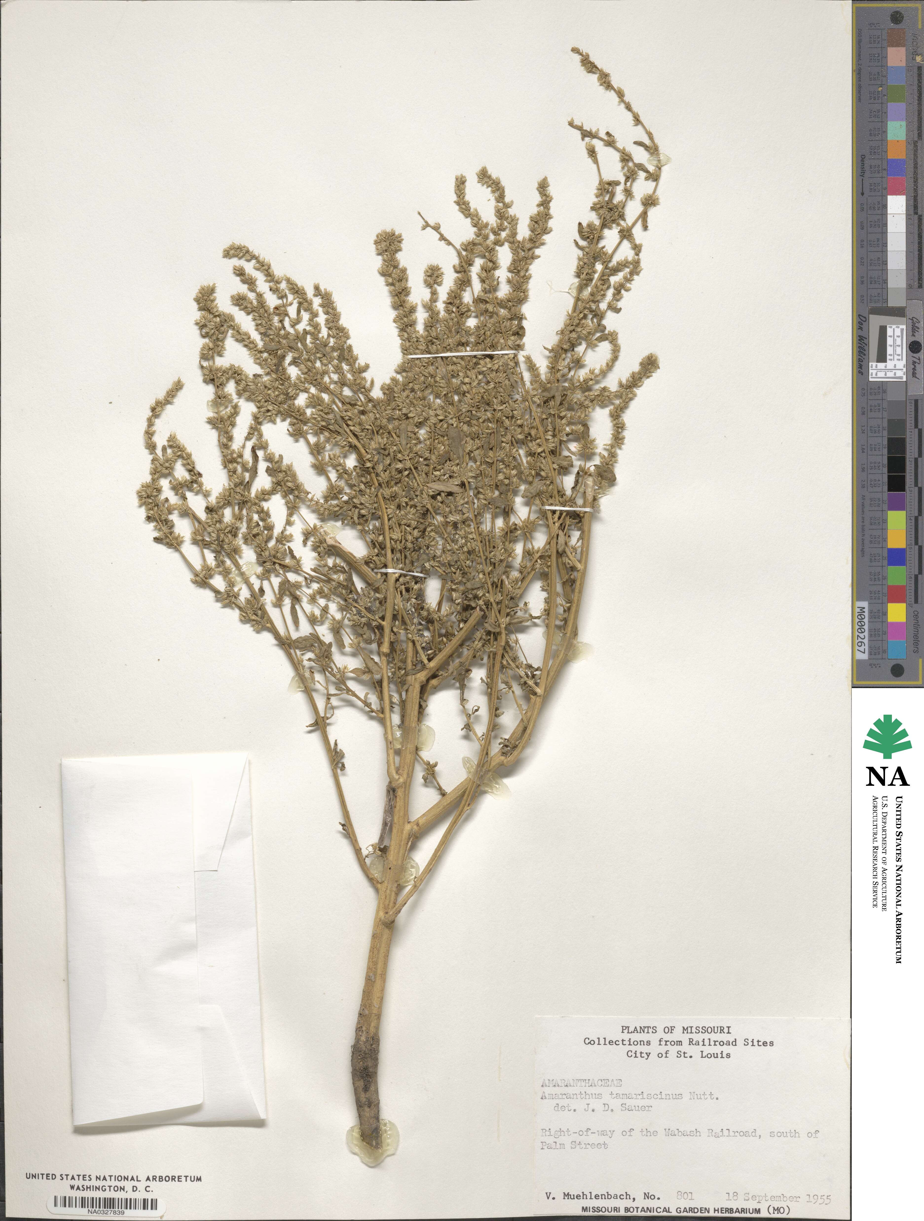 Amaranthus tuberculatus image