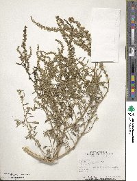 Amaranthus tuberculatus image