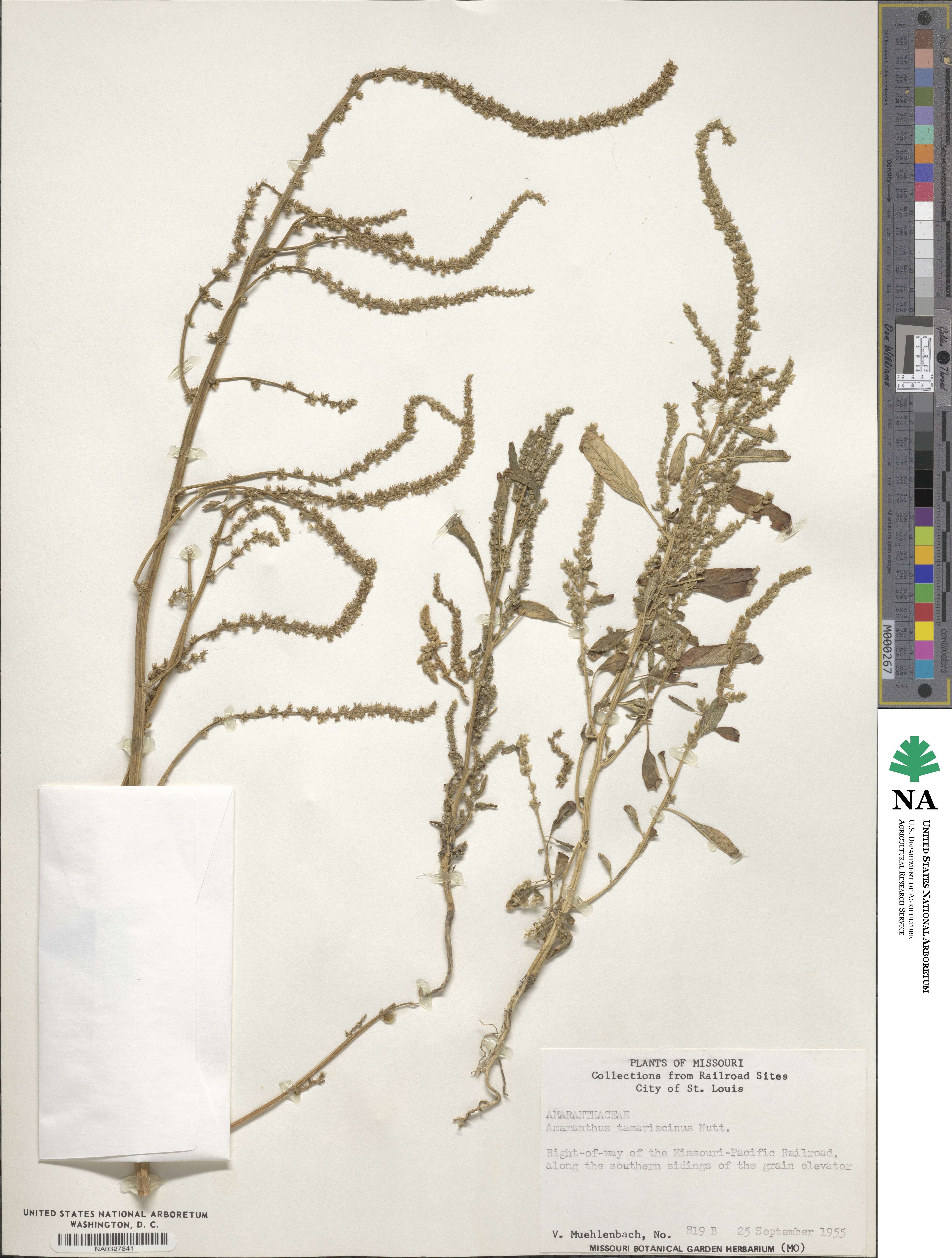 Amaranthus tuberculatus image