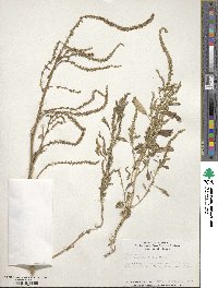 Amaranthus tuberculatus image