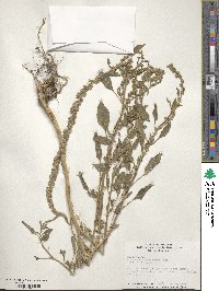 Amaranthus tuberculatus image