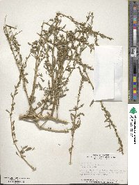 Amaranthus tuberculatus image