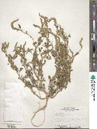 Amaranthus tuberculatus image