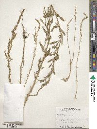 Amaranthus tuberculatus image