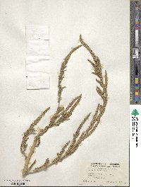 Amaranthus tuberculatus image