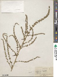 Amaranthus torreyi image