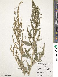 Amaranthus tuberculatus image