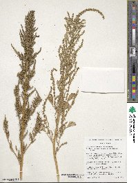 Amaranthus tuberculatus image