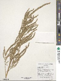 Amaranthus tuberculatus image