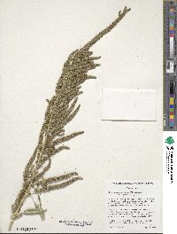 Amaranthus tuberculatus image