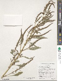 Amaranthus tuberculatus image