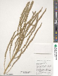 Amaranthus tuberculatus image