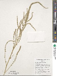 Amaranthus tuberculatus image