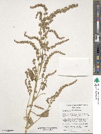 Amaranthus tuberculatus image