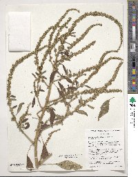 Amaranthus tuberculatus image