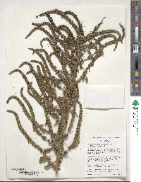 Amaranthus tuberculatus image