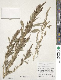 Amaranthus tuberculatus image