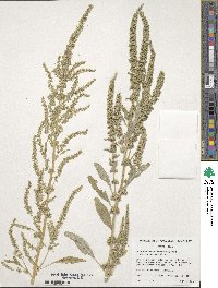 Amaranthus tuberculatus image