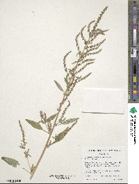 Amaranthus tuberculatus image