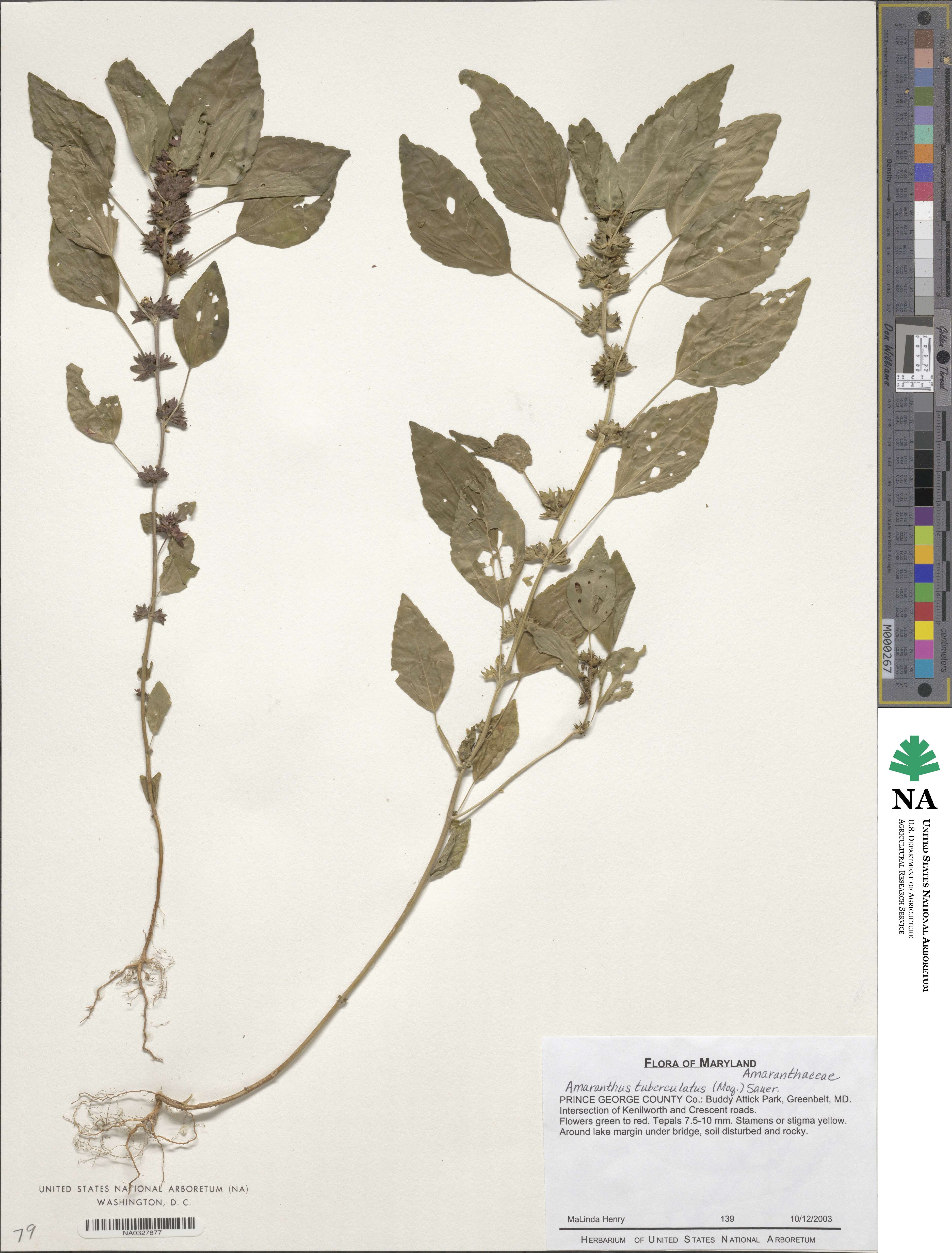 Amaranthus tuberculatus image