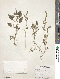 Amaranthus tuberculatus image