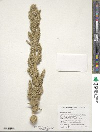 Amaranthus retroflexus image