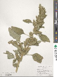 Amaranthus retroflexus image