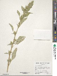 Amaranthus retroflexus image