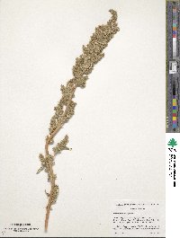 Amaranthus retroflexus image