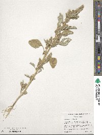 Amaranthus retroflexus image