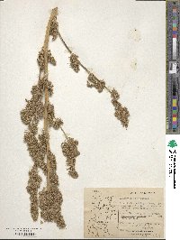 Amaranthus retroflexus image