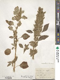 Amaranthus retroflexus image