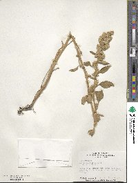 Amaranthus retroflexus image