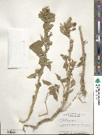 Amaranthus retroflexus image