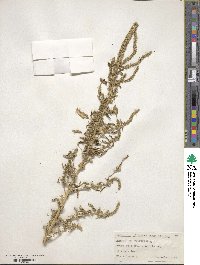 Amaranthus retroflexus image