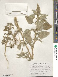 Amaranthus retroflexus image