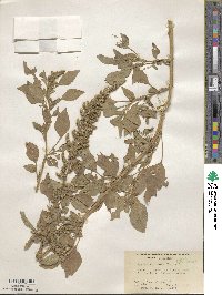 Amaranthus retroflexus image