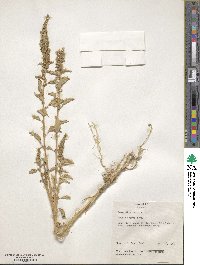 Amaranthus retroflexus image