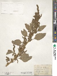 Amaranthus retroflexus image