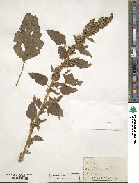 Amaranthus retroflexus image